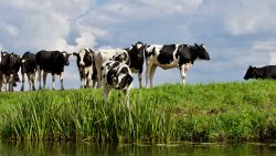 Apoio para produtores de leite de vaca e de suínos