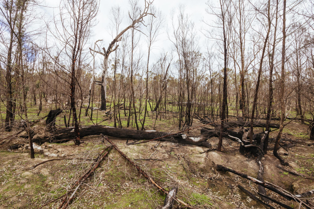proprietários limparem florestas