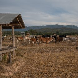Apoio à instalação de novos produtores pecuários