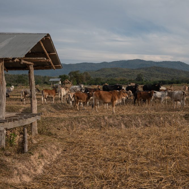 Apoio à instalação de novos produtores pecuários